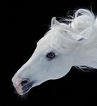 pic for WHITE HORSE